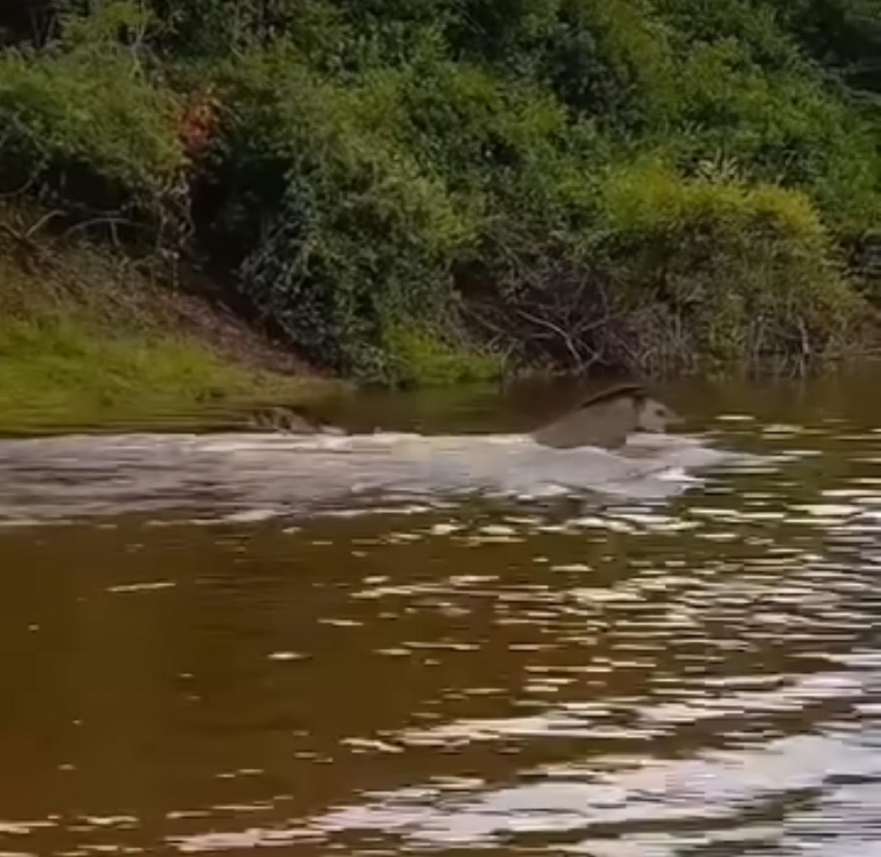 Em meio ao calor intenso, um casal de antas encontra refúgio e alegria nas águas de um rio, encantando internautas com sua vivacidade.