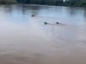 Um encontro raro e fascinante: mãe onça e seus filhotes demonstram habilidades nativas ao nadar perto de embarcações no coração do pantanal mato-grossense