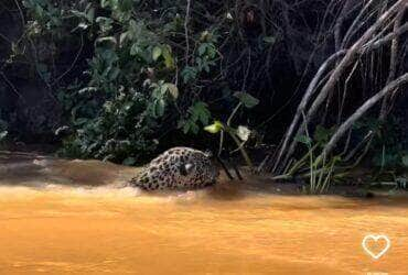 Encontro íntimo com onças-pintadas encanta turistas: harmonia no Pantanal