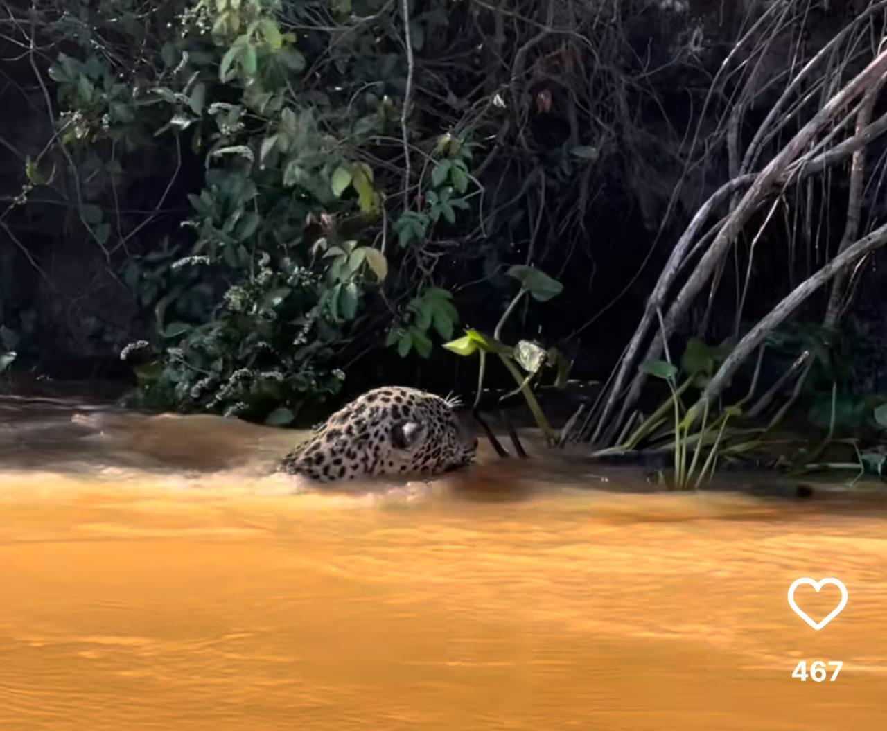 Encontro íntimo com onças-pintadas encanta turistas: harmonia no Pantanal