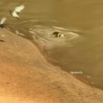 Sucuri surpreende ao capturar pomba à beira de rio: natureza em ação