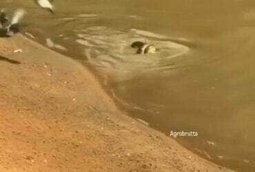 Sucuri surpreende ao capturar pomba à beira de rio: natureza em ação