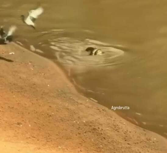 Sucuri surpreende ao capturar pomba à beira de rio: natureza em ação