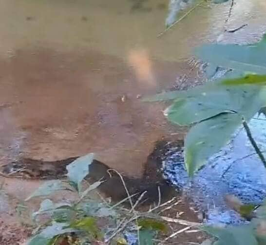 Sucuri gigante encanta em vídeo subaquático: lição de harmonia com a natureza