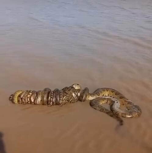 O Fascinante ritual de acasalamento das sucuris: enrolados em amor