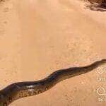 Sucuri gigante atravessa estrada: convite à reflexão sobre harmonia com a natureza