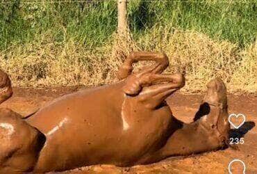 Cavalo diverte as redes sociais com brincadeira espontânea: diversão na lama