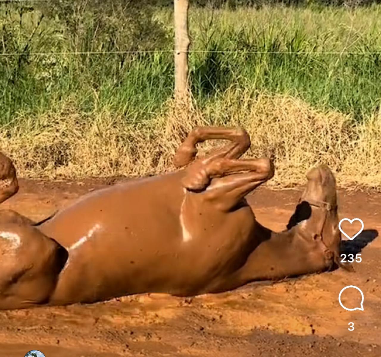 Cavalo diverte as redes sociais com brincadeira espontânea: diversão na lama