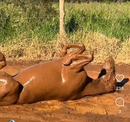 Cavalo diverte as redes sociais com brincadeira espontânea: diversão na lama