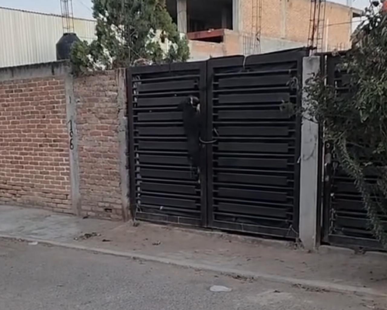 Cão fujão viraliza nas redes ao escalar portão de casa