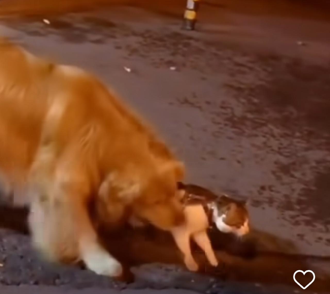 Golden demonstra inteligência ao proteger amigo felino de confronto na rua: amizade interespécies