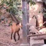 Veja o lobo-guará: o ladrão gentil do Espírito Santo em uma lição de convivência com a natureza