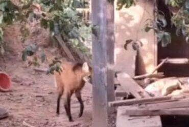 Veja o lobo-guará: o ladrão gentil do Espírito Santo em uma lição de convivência com a natureza