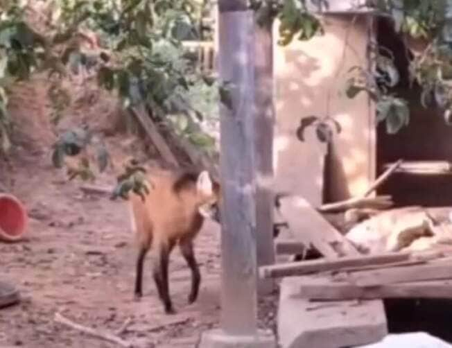 Veja o lobo-guará: o ladrão gentil do Espírito Santo em uma lição de convivência com a natureza