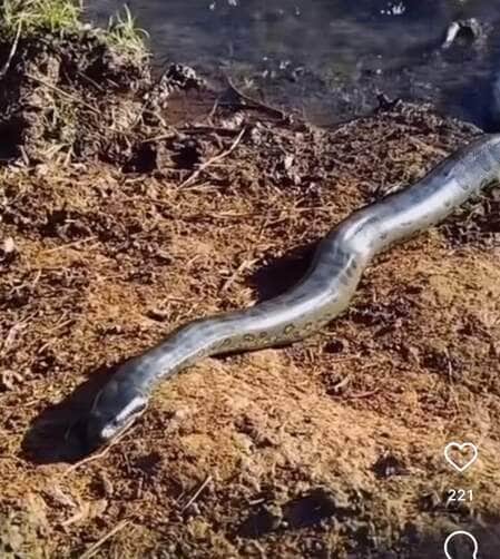 Flagrante de sucuris em acasalamento surpreende moradores de Dourados