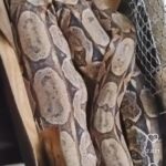 Jiboia ladra de galinhas: vídeo viral mostra cobra predando em galinheiro