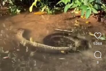 Sucuri Relaxa em Spa Natural: Vídeo Viral Mostra Cobra Enrolada em Rio.