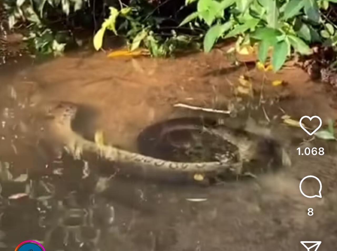 Sucuri Relaxa em Spa Natural: Vídeo Viral Mostra Cobra Enrolada em Rio.