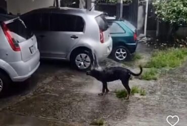 Cachorrinho se diverte tomando banho de chuva e viraliza nas redes sociais.