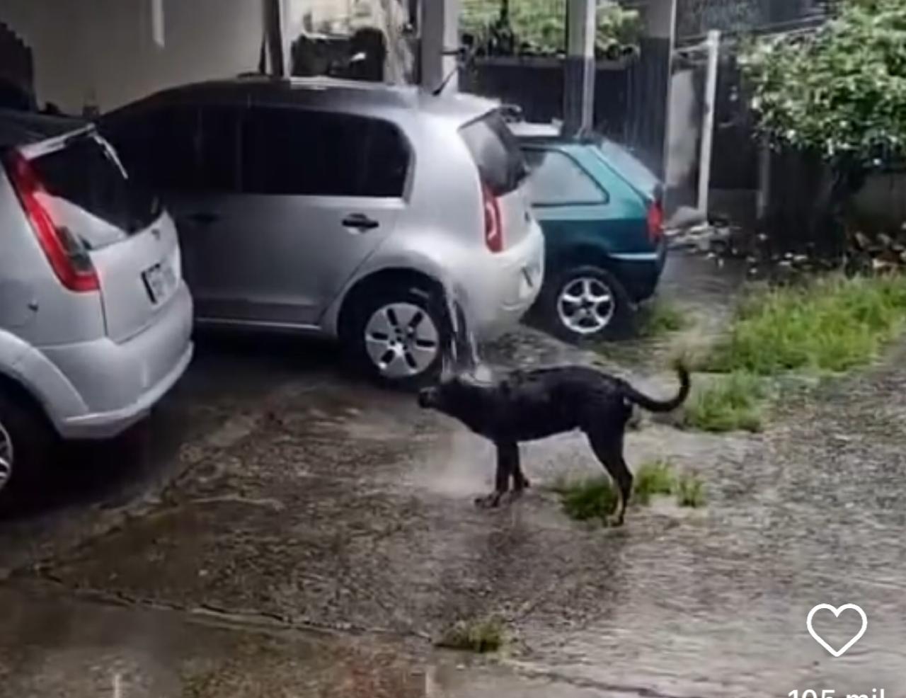 Cachorrinho se diverte tomando banho de chuva e viraliza nas redes sociais.