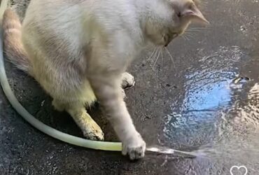 Gatinho fofo desafia crenças e se diverte com mangueira de água: inteligência felina em ação!