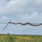 A incrível saga da cobra jiboia: malabarismos e paciência em uma tentativa de predação