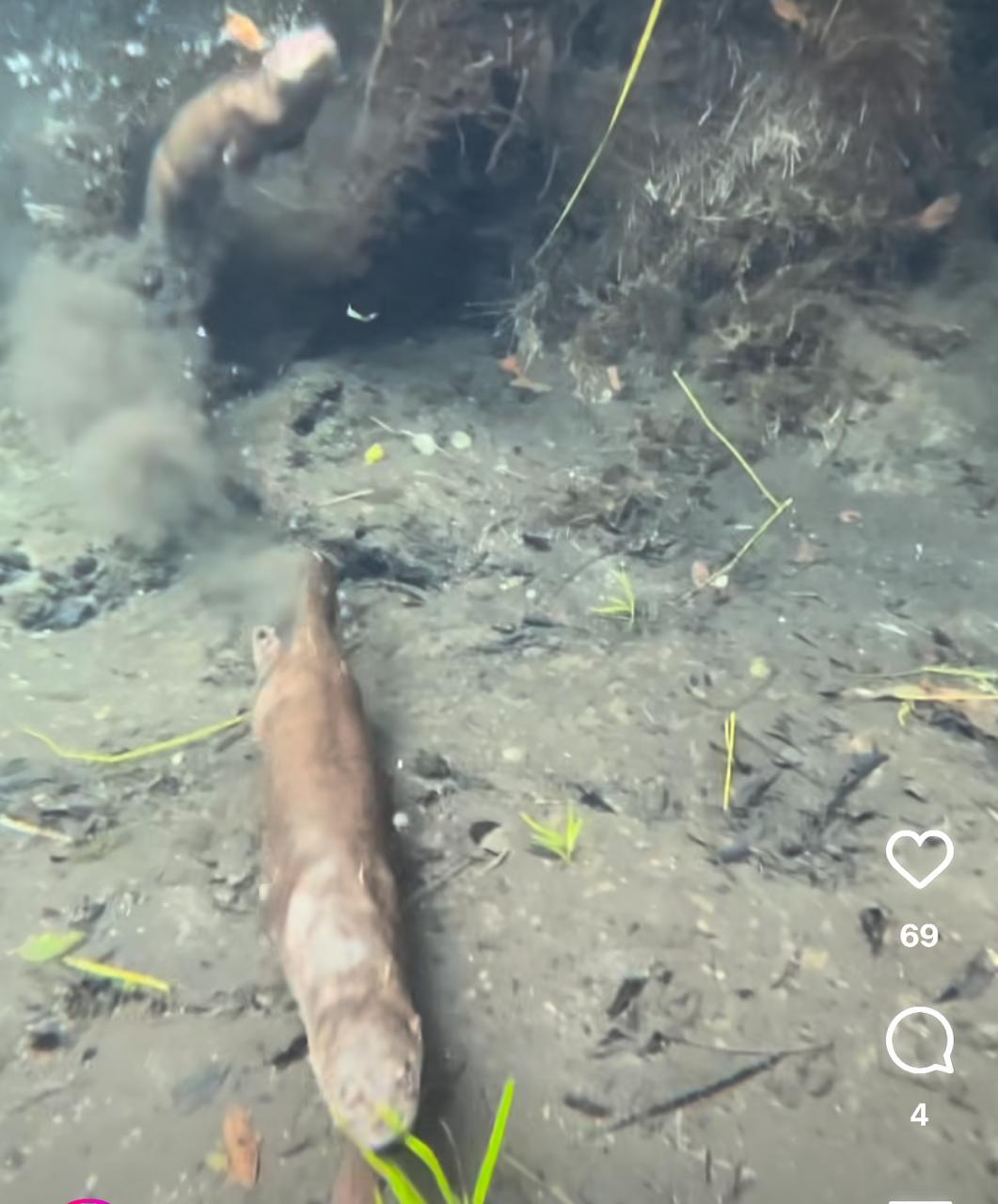 Lontras em Bonito: um balé aquático fascinante