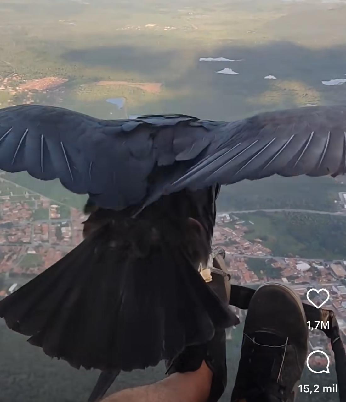 Momento mágico nos céus: urubu faz voo ao lado de parapentista e encanta as redes sociais