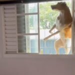 Doguinho acrobata faz sucesso na internet com entrada triunfal pela janela