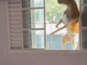 Doguinho acrobata faz sucesso na internet com entrada triunfal pela janela