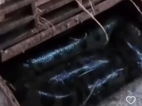 Sucuri gigante encontrada em bueiro em Bonito: conheça a majestade da cobra grande