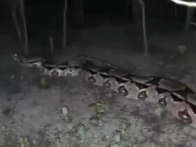 Jiboia de 5 metros? serpente causa espanto e curiosidade