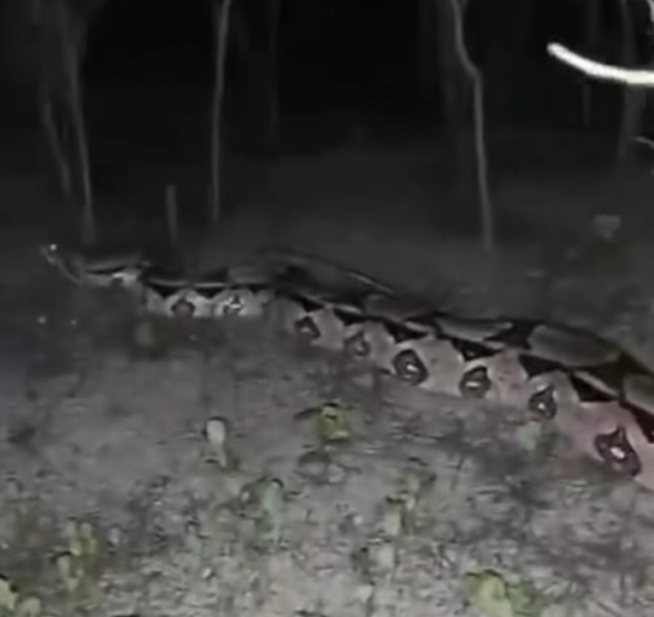 Jiboia de 5 metros? serpente causa espanto e curiosidade