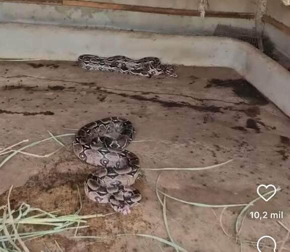 Jiboias famintas invadem curral em busca de presa: uma história real do Rei das Serpentes