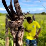 Jiboia caça galo de campina: registro impressionante revela predador em ação