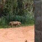 Onça-pintada colossal impressiona sitiante e internautas em Mato Grosso