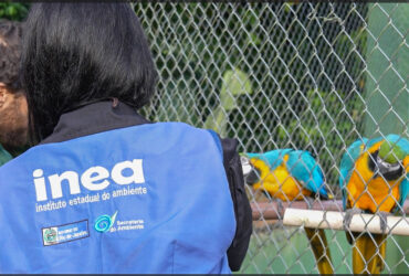 Rio de Janeiro (RJ) 14/03/2024 - Animais silvestres são resgatados no Rio de Janeiro Frame: Secretária Meio Ambiente Rio de Janeiro