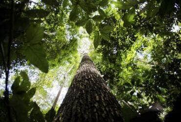 floresta Amazônica Por: Marcelo Camargo/Agência Brasil