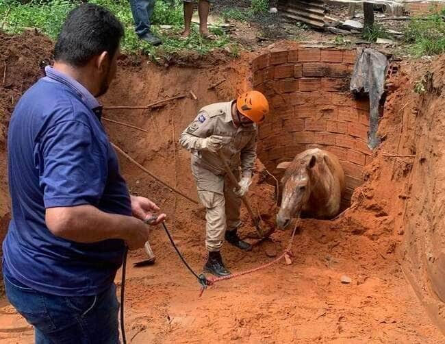 bombeiros resgatam cavalo que caiu em fossa de 3 metros interna 2 2024 03 05 996971123