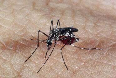 Mosquito Por: Agência Brasil/Arquivo