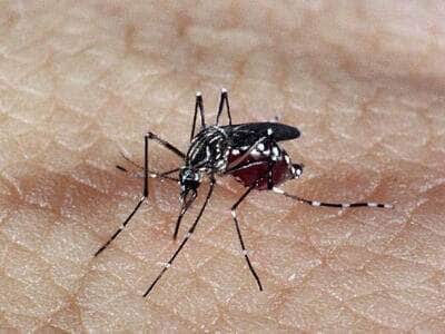 Mosquito Por: Agência Brasil/Arquivo