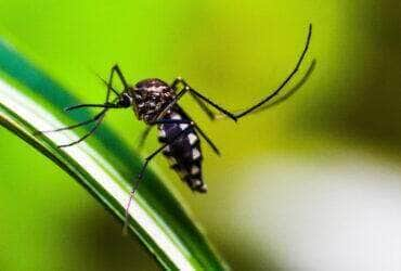 Mosquito da Dengue, Aedes Aegypti, picada, Malária. Foto: shammiknr/Pixabay