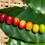 Café canéfora tem zoneamento de risco climático atualizado