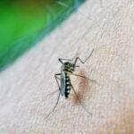 Mosquito da Dengue, Aedes Aegypti, picada. Foto: nuzeee/Pixabay