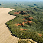 Brasília (DF) 29/02/2024 - Cerrado: cresce o desmatamento, aumenta o risco de colapso hídrico Foto: Adriano Gambarini/WWF Brasil/Divulgação