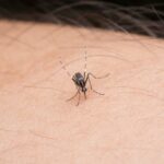 chikungunya - Fotos do Canva