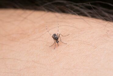 chikungunya - Fotos do Canva