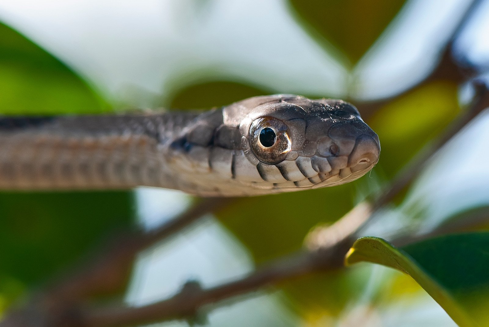 cobra-cipó