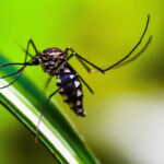Aumento Alarmante: Mato Grosso enfrenta epidemia de dengue em 2024