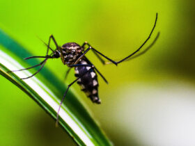 Número de mortes por dengue em Mato Grosso sobe para 16 e casos confirmados chegam a 21.808